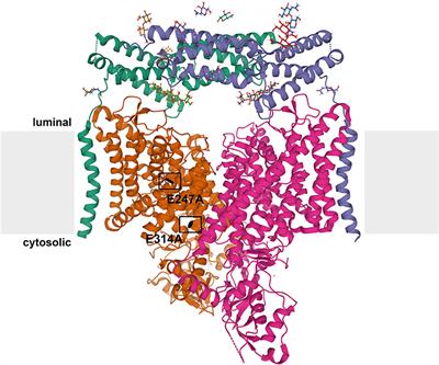 Neurodegeneration Upon Dysfunction of Endosomal/Lysosomal CLC Chloride Transporters